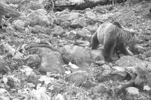 VIDEO Mrki medvjed često posjećuje hranilište NP Biogradska gora
