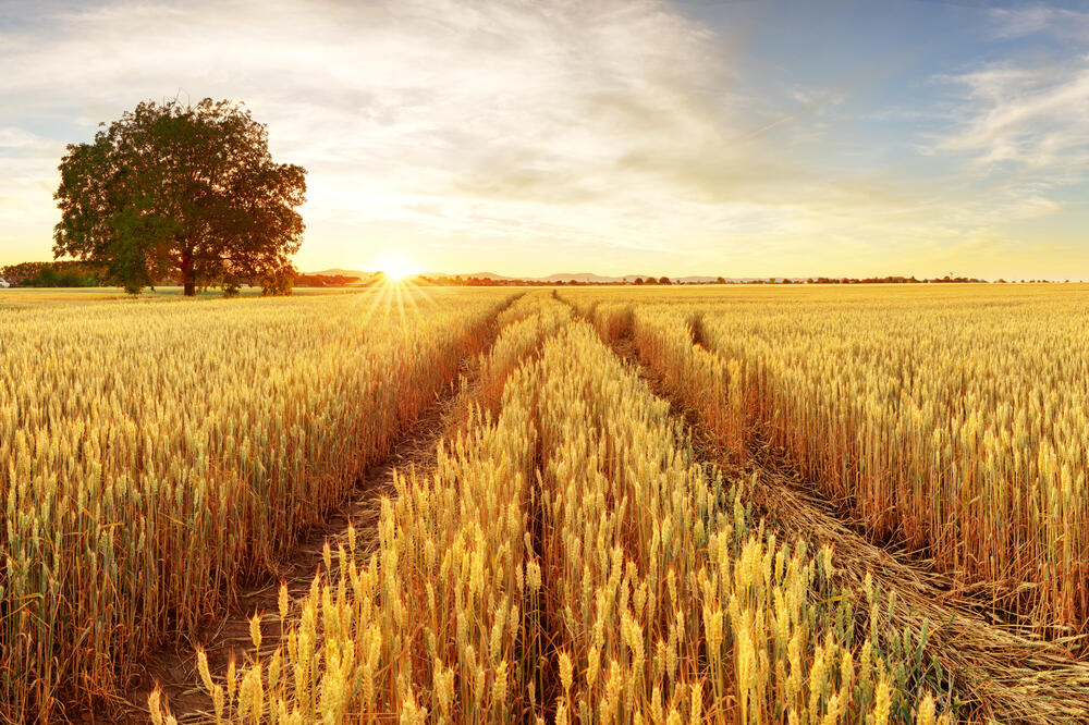 Bliži se nova žetva u Evropi - cijene pšenice na Pariskoj berzi posljednji mjesec padaju, Foto: Shutterstock