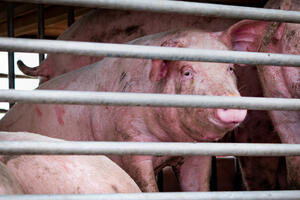 Zabranjen uvoz svinja, mesa i proizvoda iz Sjeverne Makedonije i...