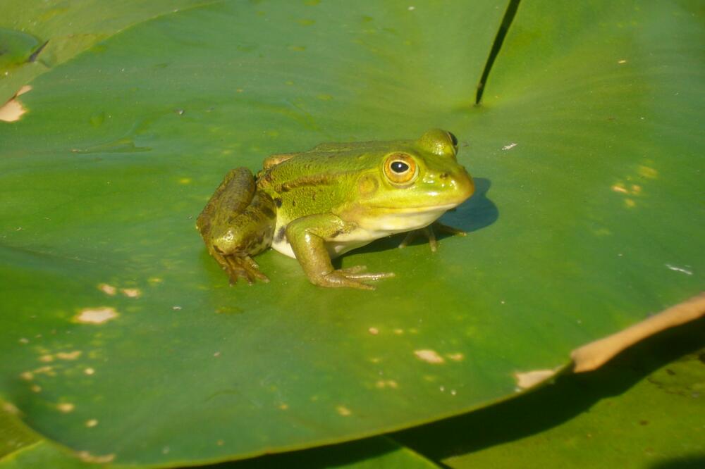 Skadarska žaba, Foto: CZIP