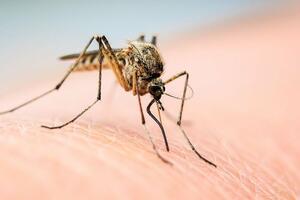 Ljeto, alkohol i komarci: Zašto češće napadaju kad pijete