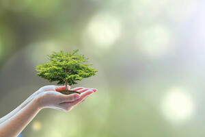 Cilj Programa obezbjeđivanje održivog gazdovanja šumama