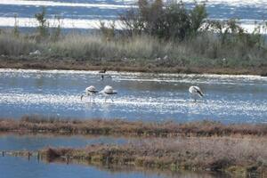 Flamingosi nakon više od 10 godina ponovo u rezervatu prirode u...
