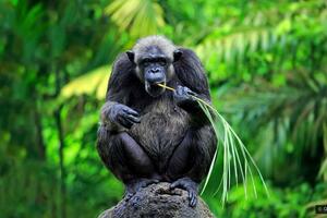 Evolucija, životinje i klimatske promjene: Prilagodljive šimpanze...