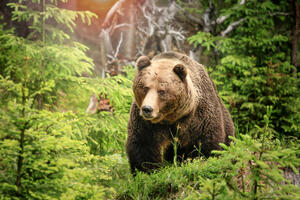 Avion usmrtio medvjeda na Aljasci