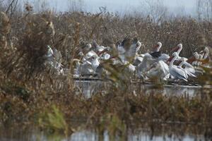 Najranije gniježdenje pelikana u istoriji u NP Skadarsko jezero