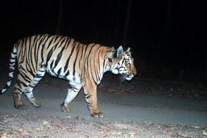 Ljubav ne zna za kilometre: Tigar iz Indije čeka tigricu poslije...