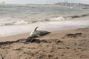 Budva: More izbacilo uginulog delfina na Slovensku plažu