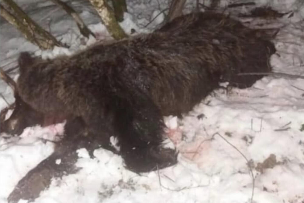 Ubijena ženka medvjeda, Foto: CZIP