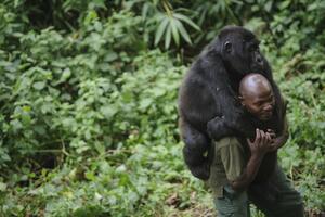 Spasavanje gorila u Kongu - jedan od najopasnijih poslova na...