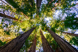 Studija: Ugrožena trećina svih vrsta drveća u svijetu
