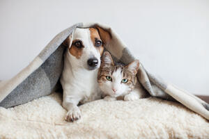 Savjeti veterinara: Kako izabrati kućnog ljubimca za svoju...