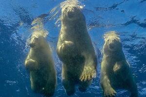 Amos Nahum - fotograf koji je ostvario "ludi san" da pliva sa...