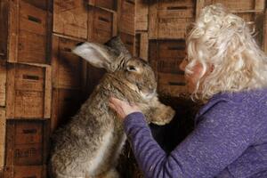 Ukraden najduži zec na svijetu i Ginisov rekorder