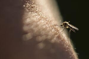 Neprijatni ubod ne boli jednako na svim kontinentima: Malarija -...