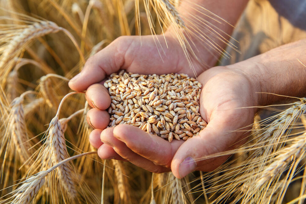 Troškovi nabavke i skladištenja pšenice već narasli na skoro tri miliona eura (Ilustracija), Foto: Shutterstock
