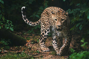 Jedan od tri odbjegla leoparda iz zoološkog vrta u Kini još na...