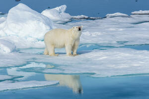 Polarni medvjedi primorani da migriraju iz Amerike u Rusiju zbog...
