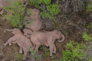Slonovi zaspali u šumi nakon dugog putovanja