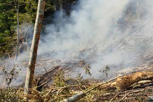 Kolašin: Služba zaštite i spasavanja i Uprava za šume lokalizovali...