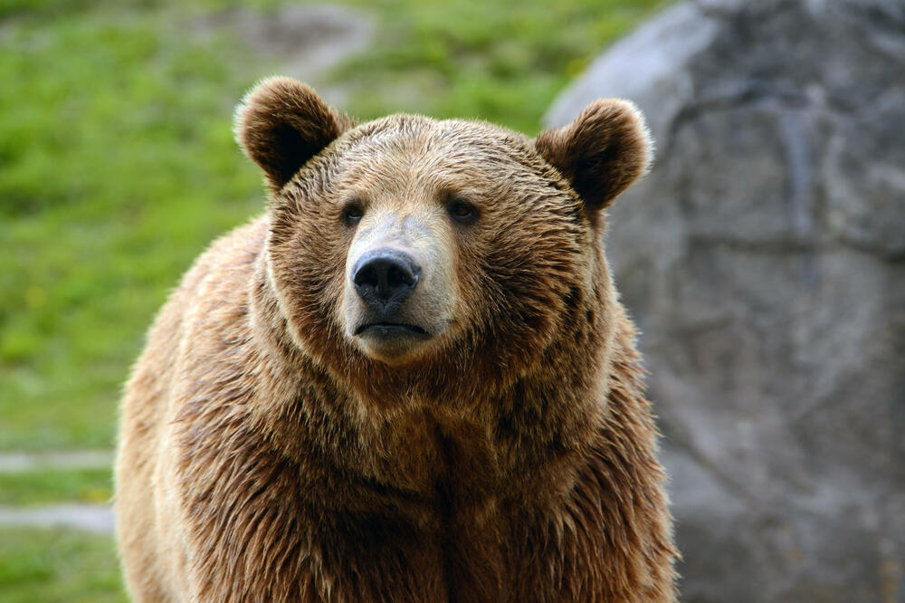 Grizli medvjed, Foto: Shutterstock