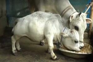 Turisti hrle da vide patuljastu kravu na farmi u Bangladešu