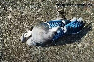 Pojavila se nova epidemija, ptice u SAD umiru: Misteriozna bolest,...