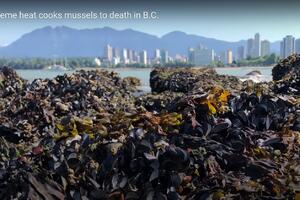 Toplotni talas u Kanadi skuvao školjke u moru