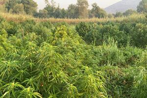 Otkrivena još jedna plantaža marihuane, uhapšene tri osobe
