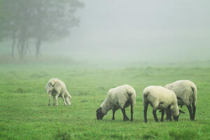 Čopor pasa lutalica zaklao 15 ovaca u Ravnoj rijeci kod Bijelog...