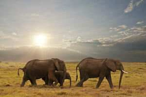 Povećao se broj slonova i žirafa u Keniji