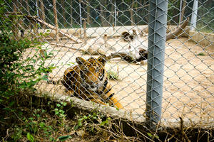 Šest lavova i tri tigra u zoo vrtu u Vašingtonu pozitivna na...
