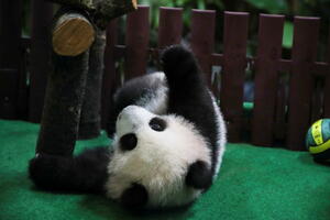 Mladunci pande u tokijskom Zoo vrtu dobili imena