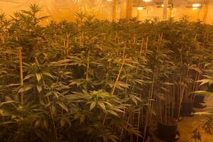 Britanska policija pronašla više od hiljadu plantaža marihuane u...