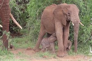 Slonovi blizanci rođeni u Keniji - prvi put od 2006. godine