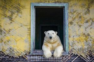 Polarni medvjedi koji su dom pronašli u napuštenoj meteorološkoj...