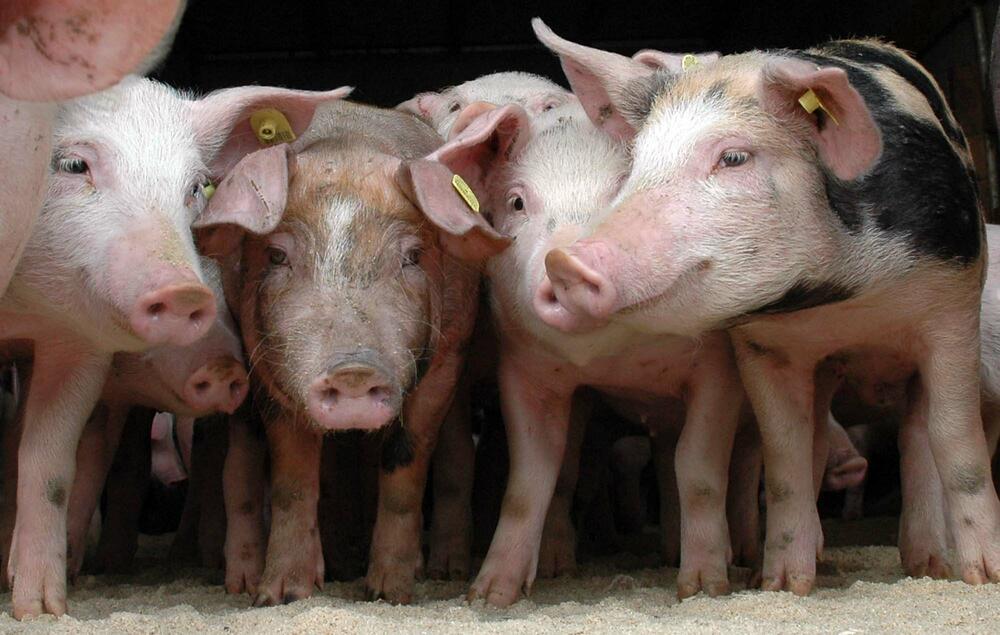Stočna hrana za svinje za godinu poskupjela za 80 odsto (Ilustracija)