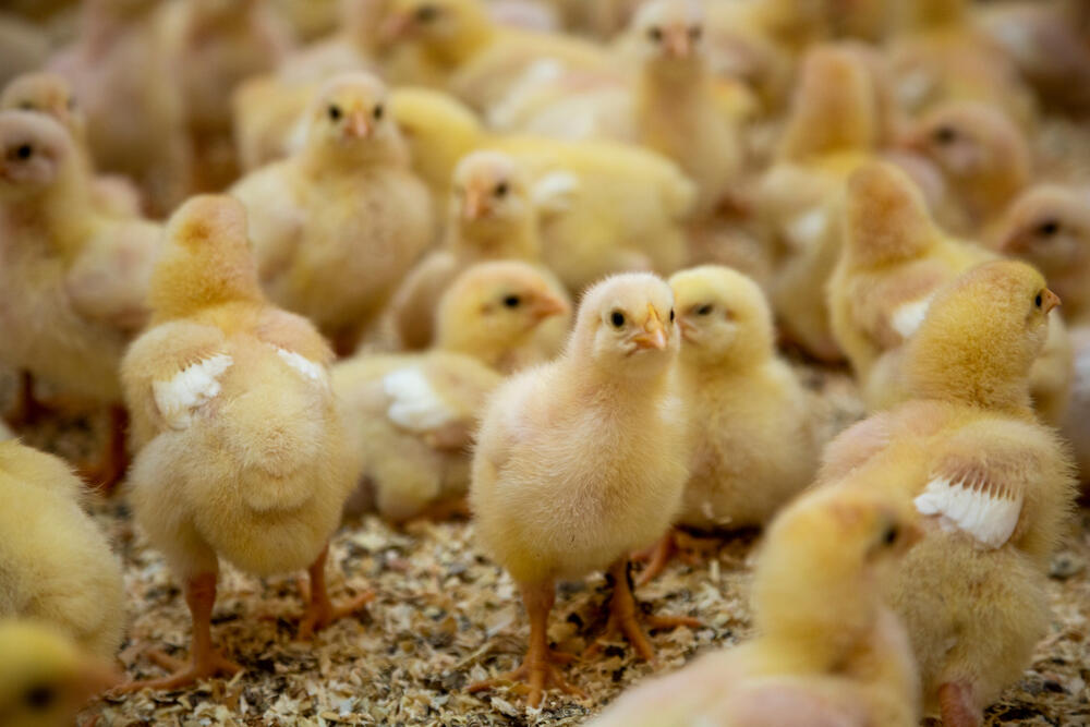 Pojava ptičjeg gripa u EU i rast cijena hrane utiču i na poskupljenje pilećeg mesa (Ilustracija)