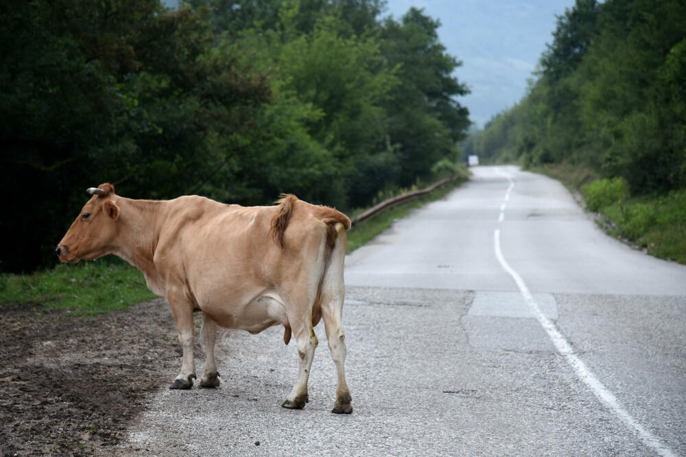 U opštini registrovano oko 10 hiljada govedi (ilustracija), Foto: Boris Pejović