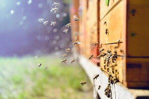 Podrška dohotku pčelarima po registrovanoj pčelinjoj zajednici