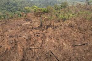 Deforestacija - novi rekord krčenja prašuma Amazonije u Brazilu:...