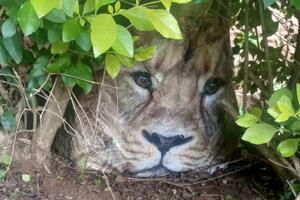 Uzbuna u kenijskom selu, ceger sa slikom lava preplašio mještane