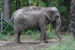 Sud odlučio - slon Srećko nije osoba, ostaje u zatočeništvu