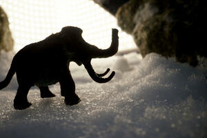 U Kanadi pronađeni zamrznuti ostaci mladunčeta vunastog mamuta