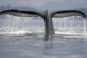Kako kitovi pomažu da se ohladi Zemlja