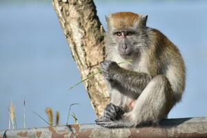 Vlasti će koristiti pištolje za smirenje: Makaki majmuni u Japanu...