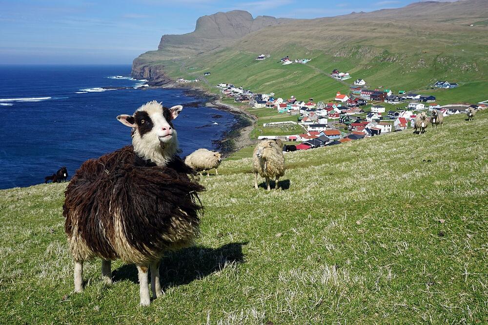 Farska ovca, Foto: Kallerna