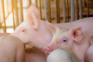 EFSA: U Crnoj Gori i dalje nema afričke kuge svinja, ali budite na...