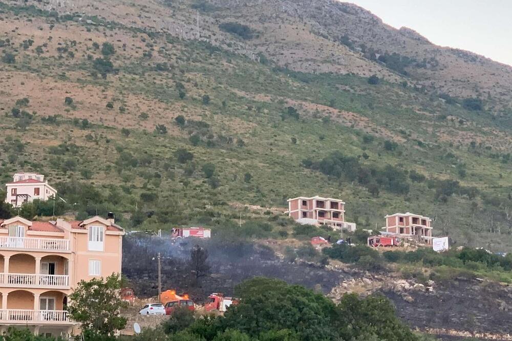 Počišćeni borovi i rastinje: Nakon požara na Skočiđevojci, Foto: Vuk Lajović