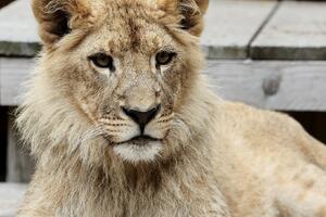 Pogledajte kako danas izgleda Nikola, lav koji je pronađen u Budvi